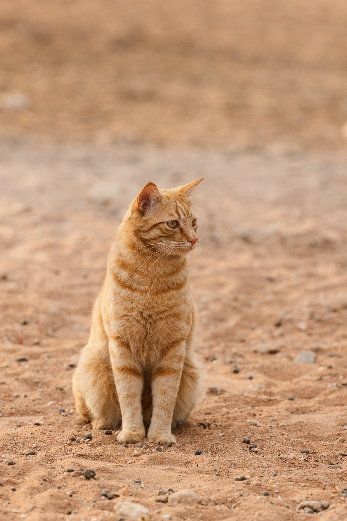 farm-photo-session_namibia_mariette-du-toit-photography